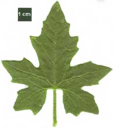 Bryonia dioica